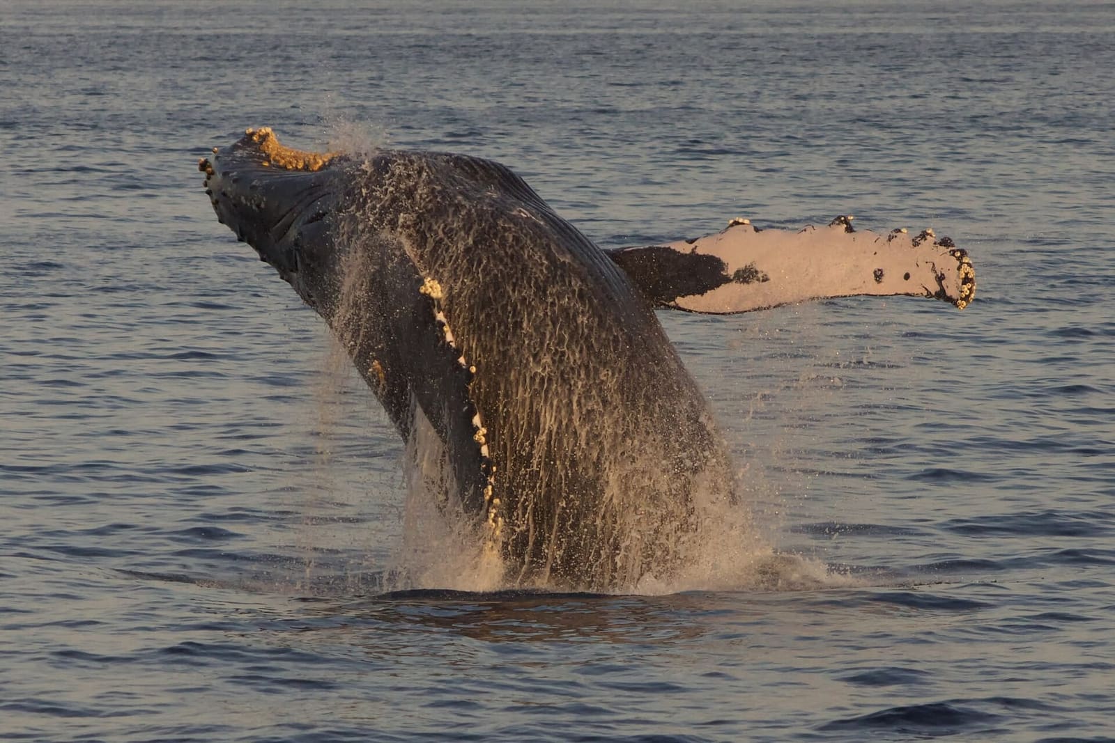 A humpback breaching off Maui; boats must stay 100 yards off under NOAA sanctuary rules