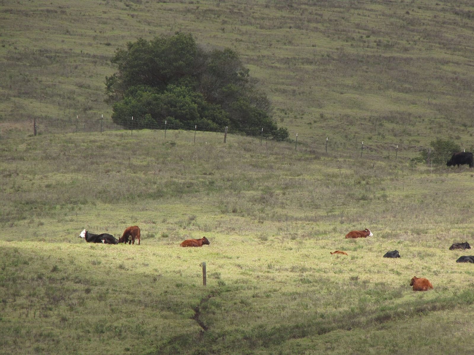 Pasture and cattle at Ulupalakua Ranch on the southwest slopes of Haleakalā