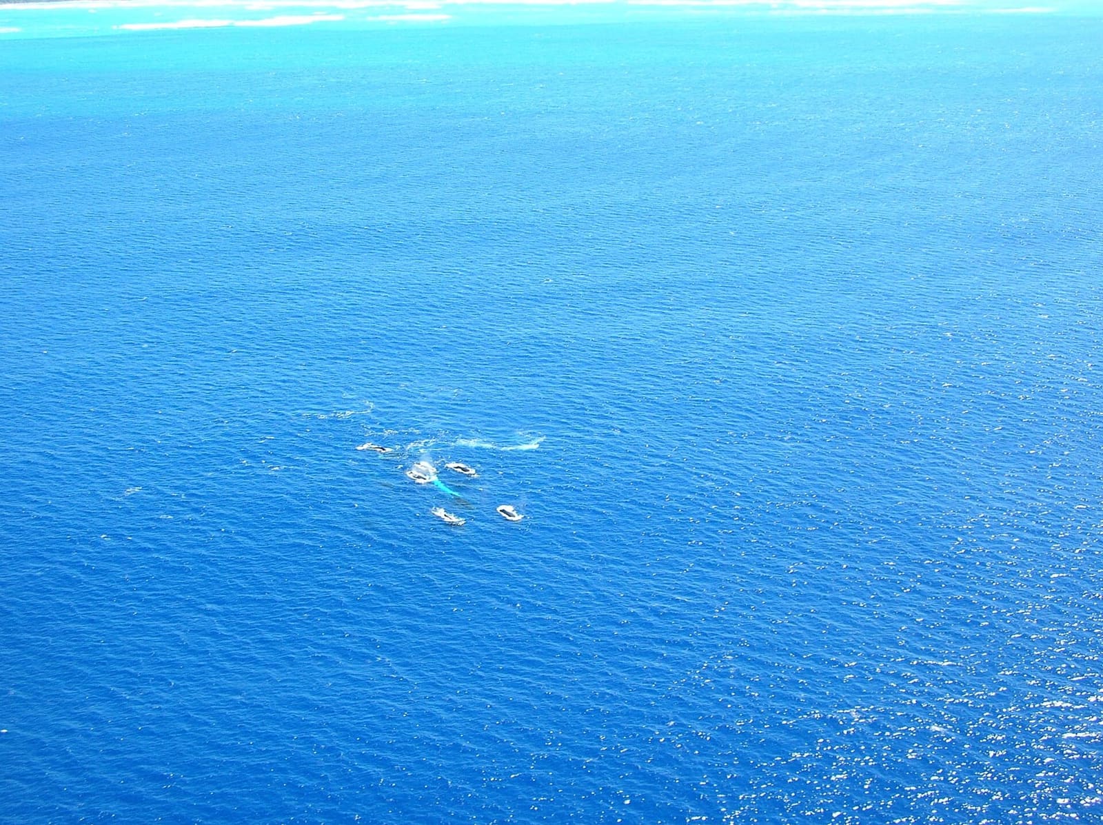 Humpbacks off Maui seen from the air: a winter bonus on the channel crossings, never a promise